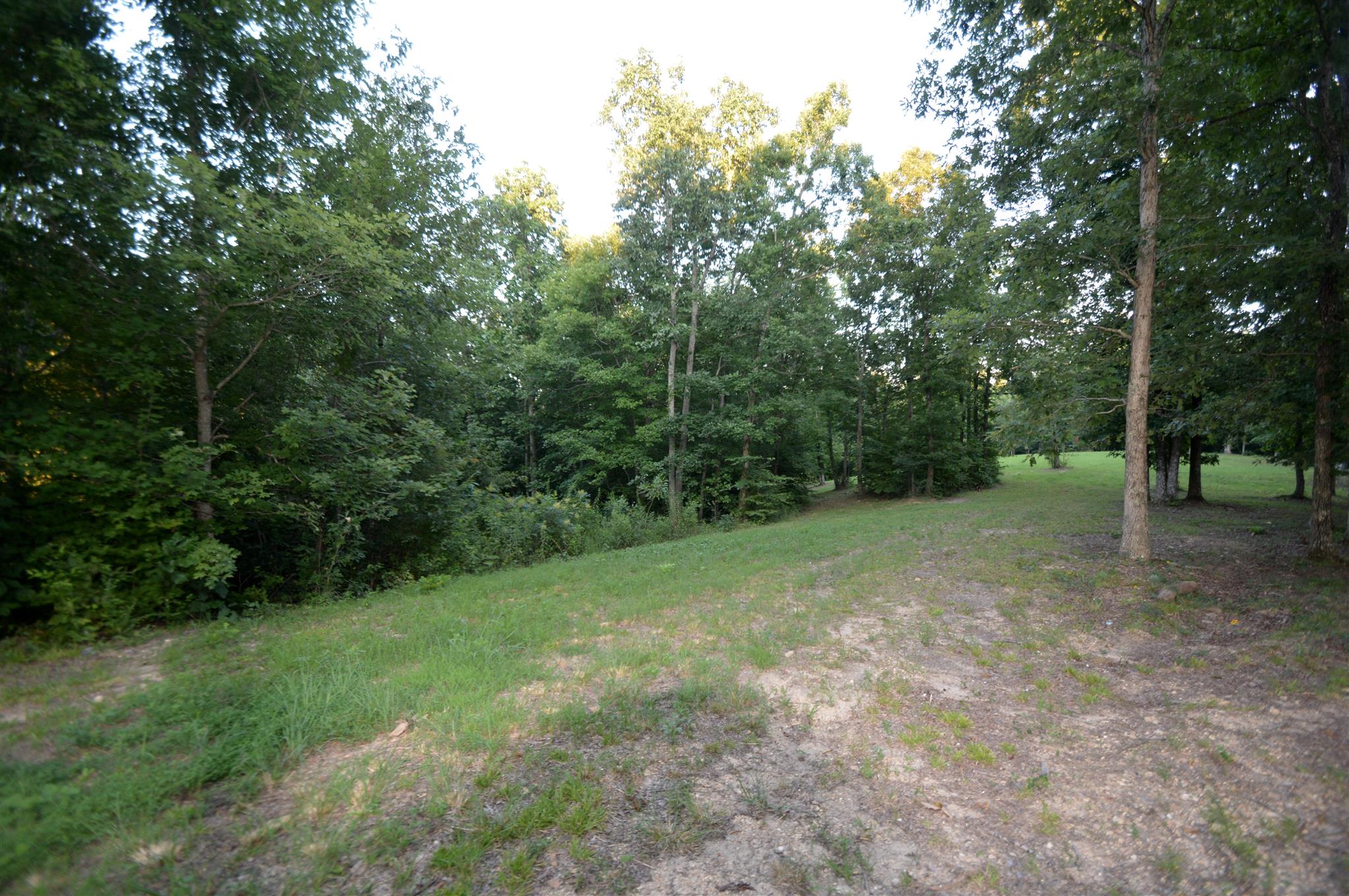 584 Jack Saunders Road Waverly, TN 37185 - Photo 4 of 10 a view of a forest with trees in the background