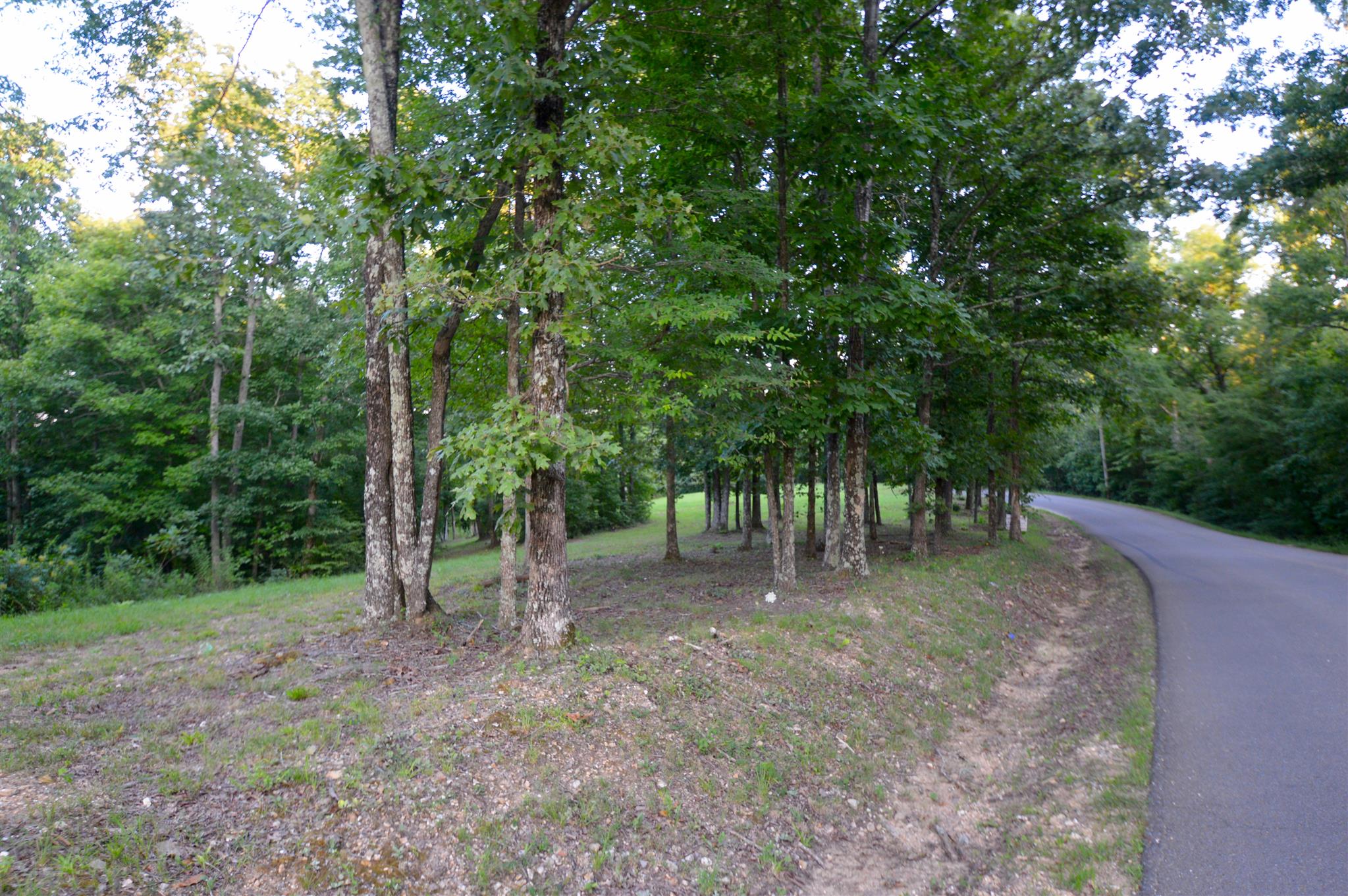 584 Jack Saunders Road Waverly, TN 37185 - Photo 8 of 10 a view of a forest with trees in the background