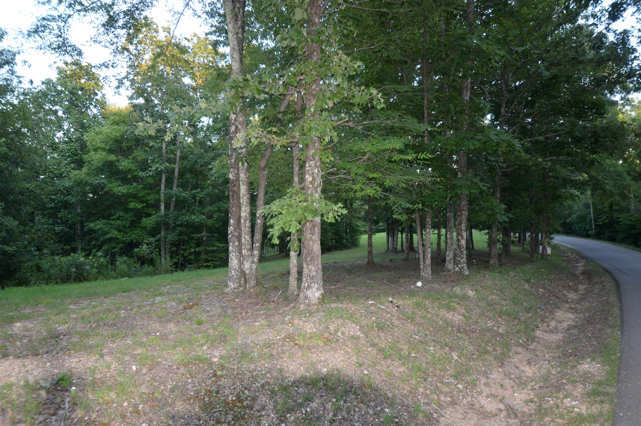 584 Jack Saunders Road Waverly, TN 37185 - Photo 9 of 10 a view of a forest with trees in the background