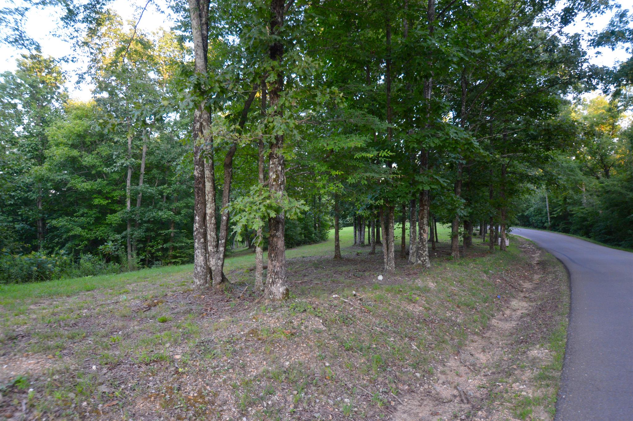 584 Jack Saunders Road Waverly, TN 37185 - Photo 10 of 10 a view of a forest with trees in the background