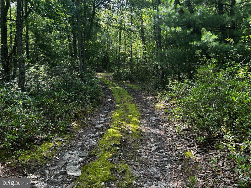 265 Hirschmann Road Biglerville, PA 17307 - Photo 50 of 70 Serene forest path beckons wanderers.