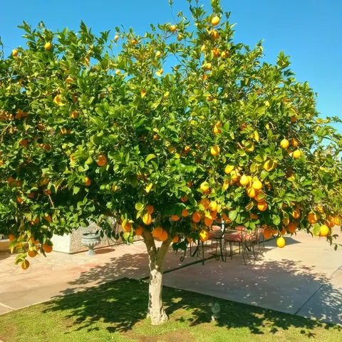 $5,800 | 2200 East Acacia Road North, Palm Springs, CA 92262