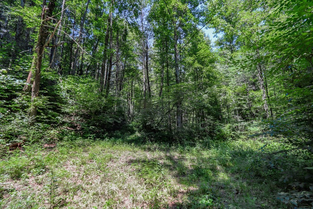 5 Wolf Creek Road Del Rio, TN 37727 - Photo 21 of 40 Gallery Image 21