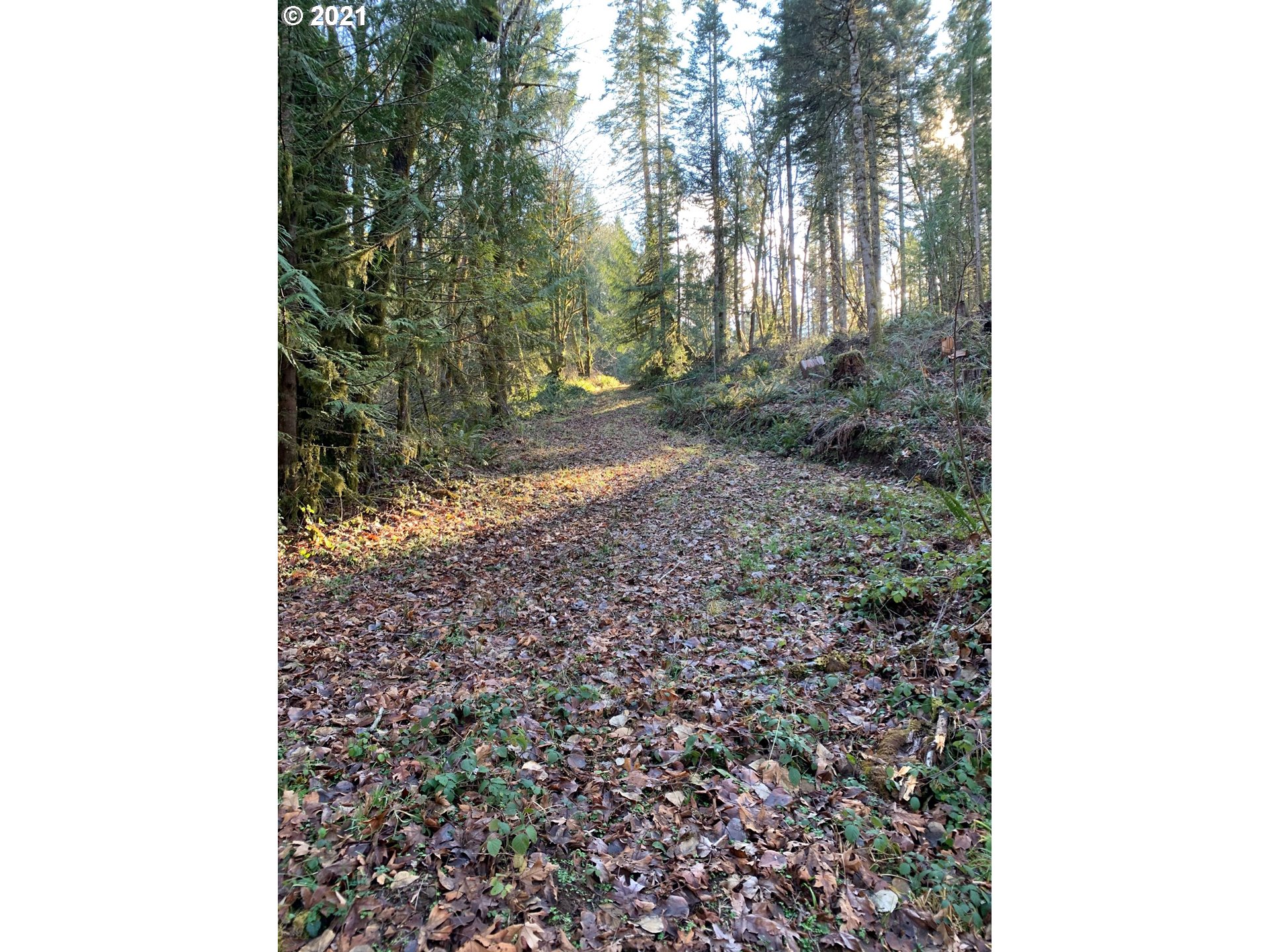 0 Minnow Creek Road Lowell, OR 97452 - Photo 13 of 27 a view of a yard with plants and trees