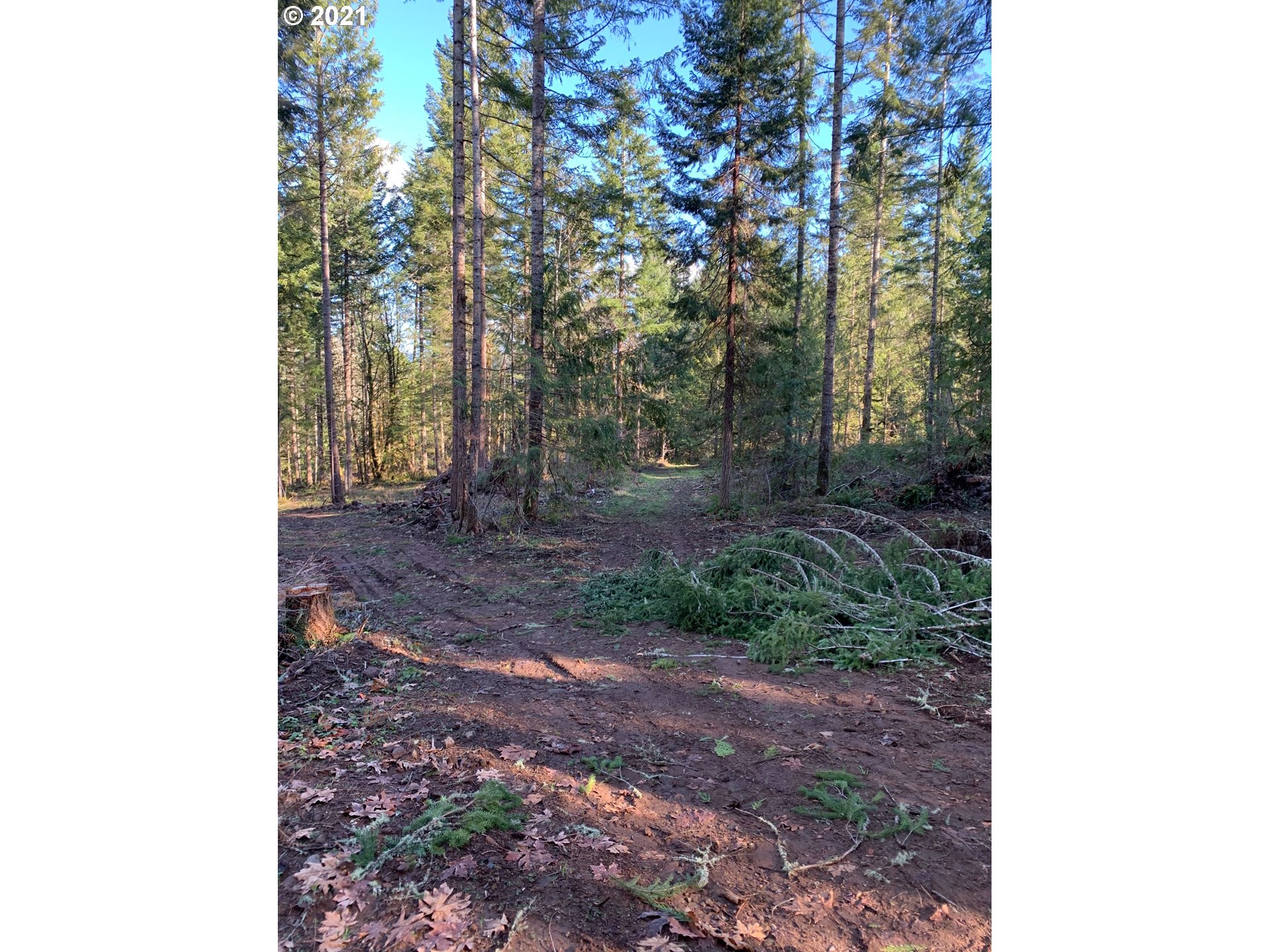 0 Minnow Creek Road Lowell, OR 97452 - Photo 14 of 27 a view of a yard with plants and trees