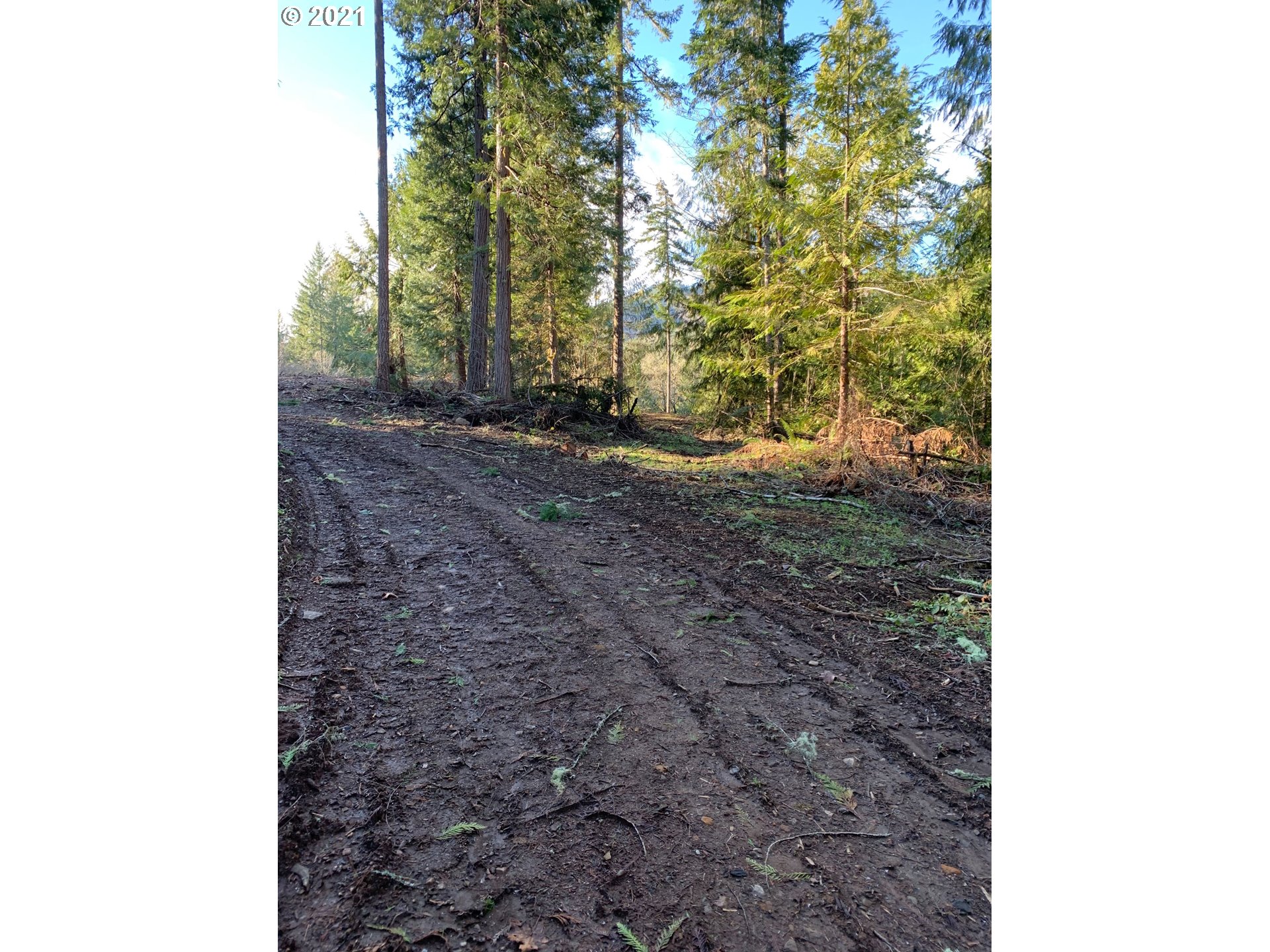 0 Minnow Creek Road Lowell, OR 97452 - Photo 15 of 27 a view of a yard with plants and trees