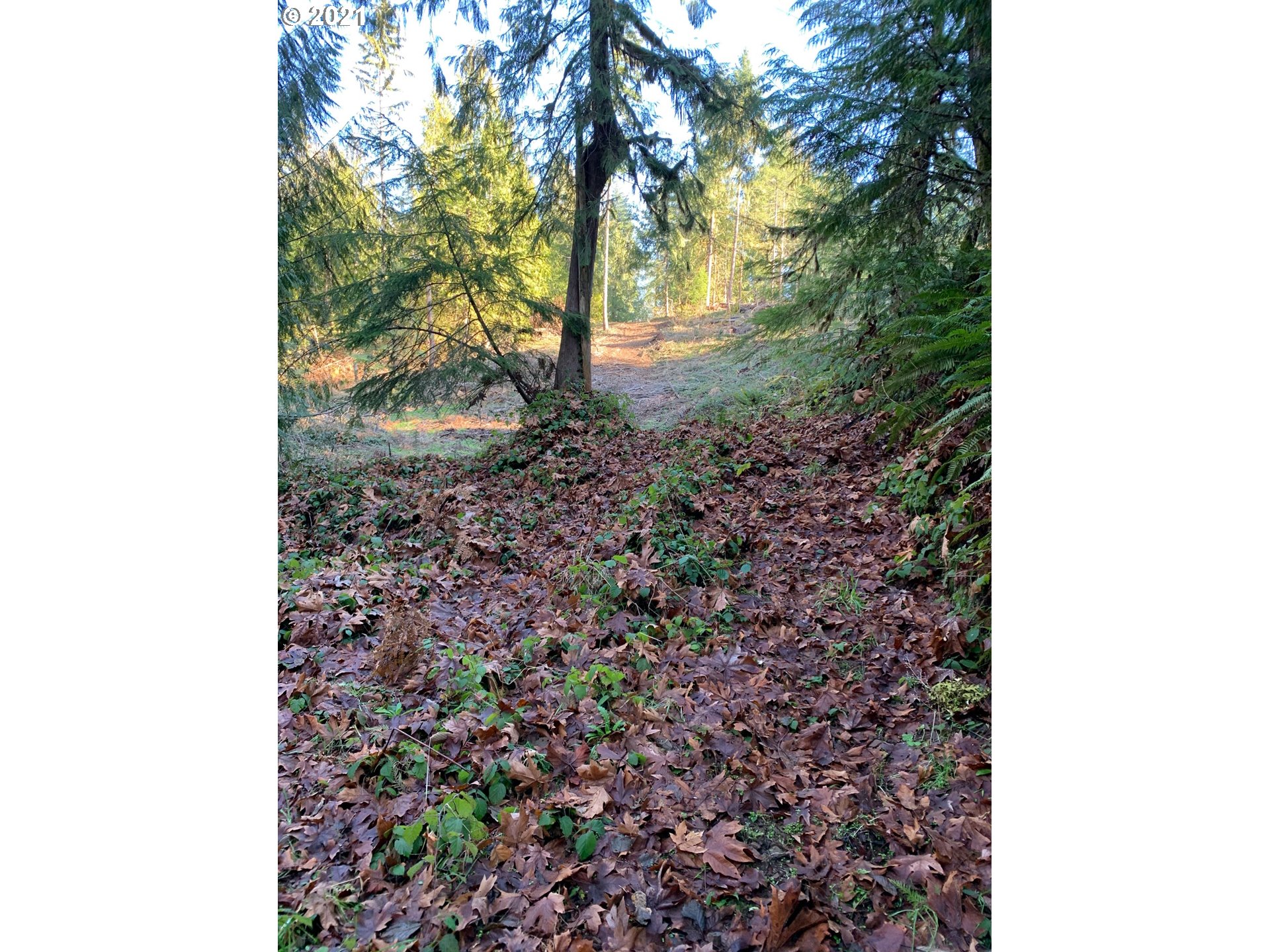 0 Minnow Creek Road Lowell, OR 97452 - Photo 21 of 27 a view of a yard with plants and trees