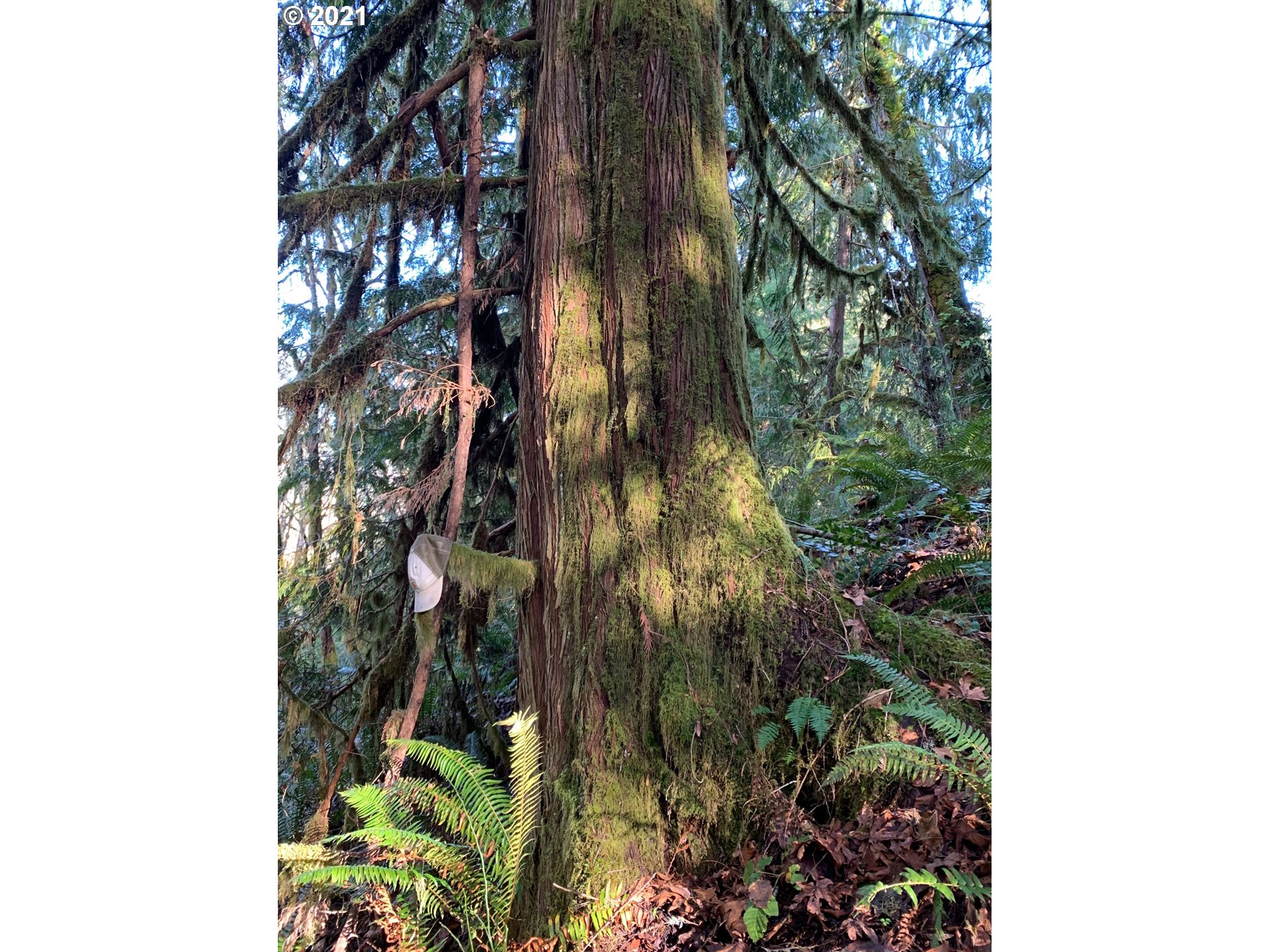 0 Minnow Creek Road Lowell, OR 97452 - Photo 22 of 27 a close up of a tree