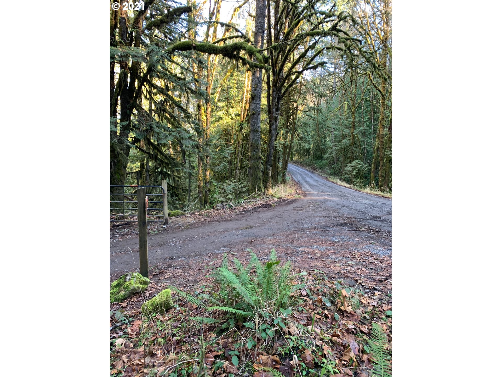 0 Minnow Creek Road Lowell, OR 97452 - Photo 9 of 27 a view of a yard with plants and a large tree