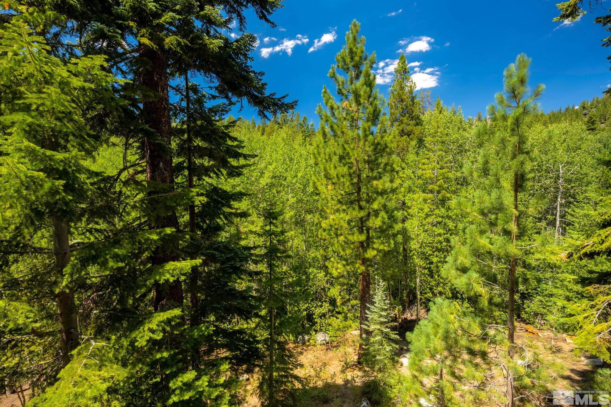 310 Barton Drive Stateline, NV 89449 - Photo 32 of 36 a view of a tree with a tree