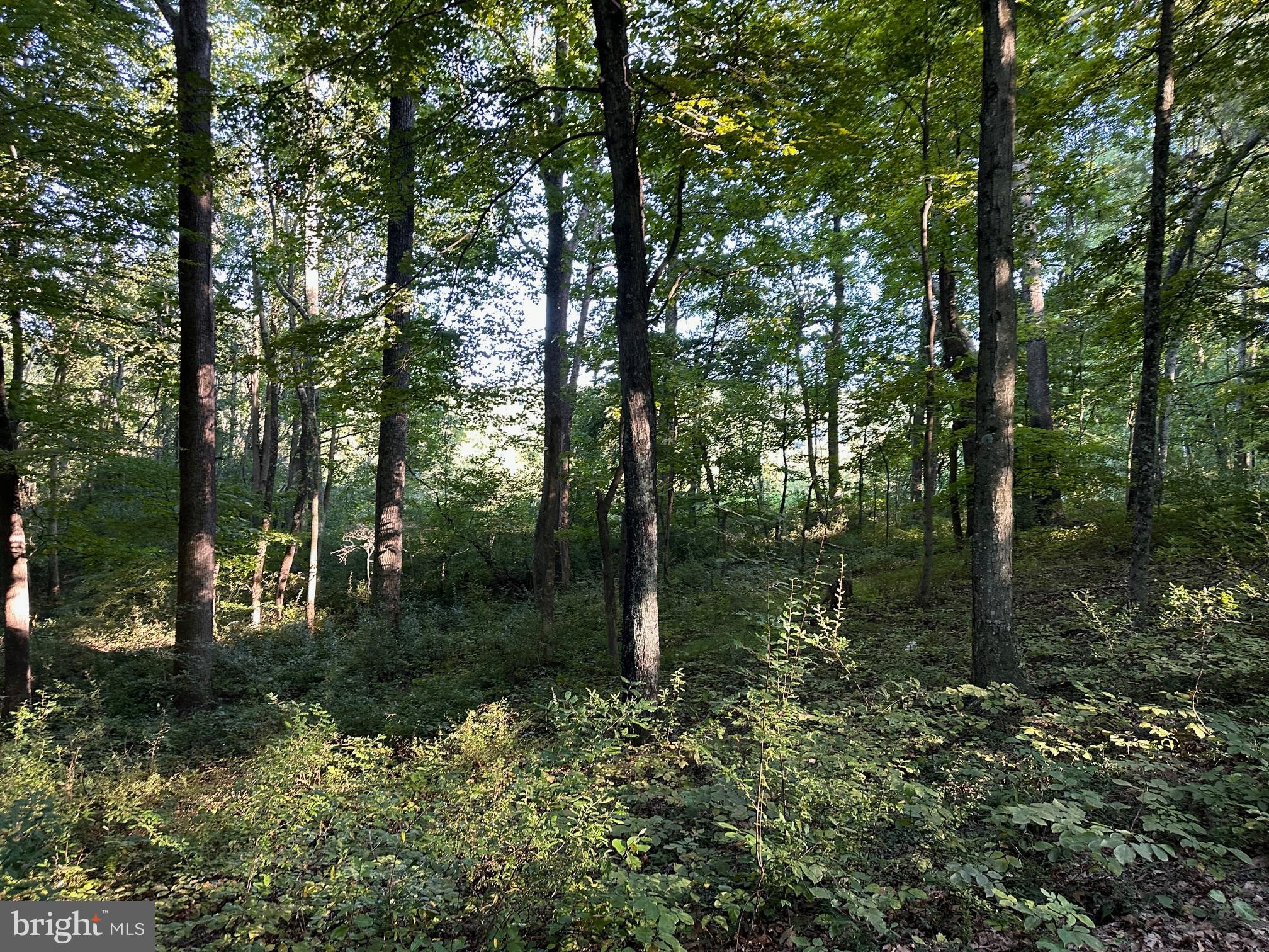 0 Mountainside Road Berkeley Springs, WV 25411 - Photo 5 of 9 Gallery Image 5
