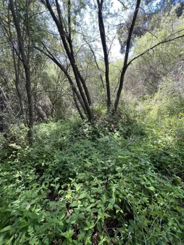 a view of a yard covered with trees