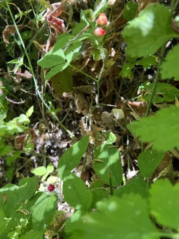 a view of a yard with plants and a tree