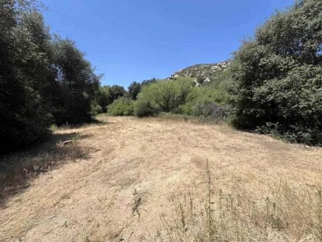 a view of a forest with trees