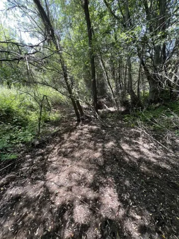 a view of a tree in a yard
