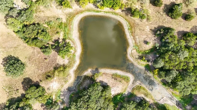 a close up of a plant