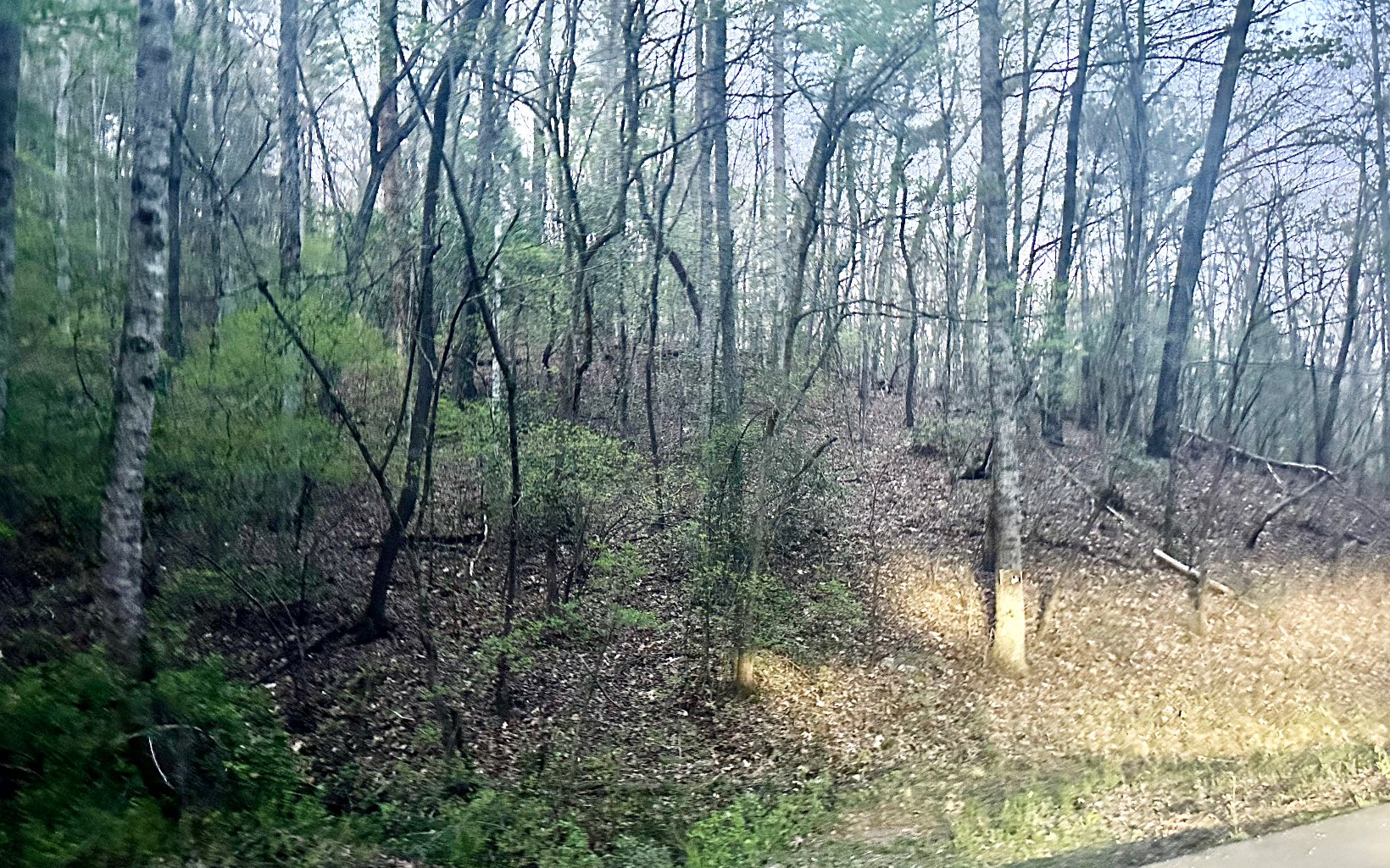 Grace Drive Blue Ridge, GA 30513 - Photo 3 of 7 a view of forest