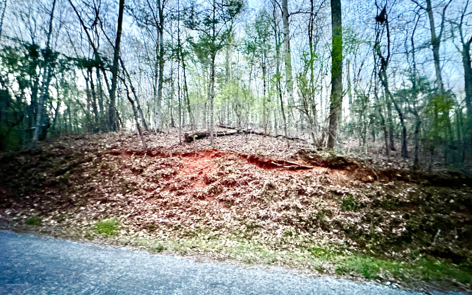 Grace Drive Blue Ridge, GA 30513 - Photo 4 of 7 a view of a tree with a yard