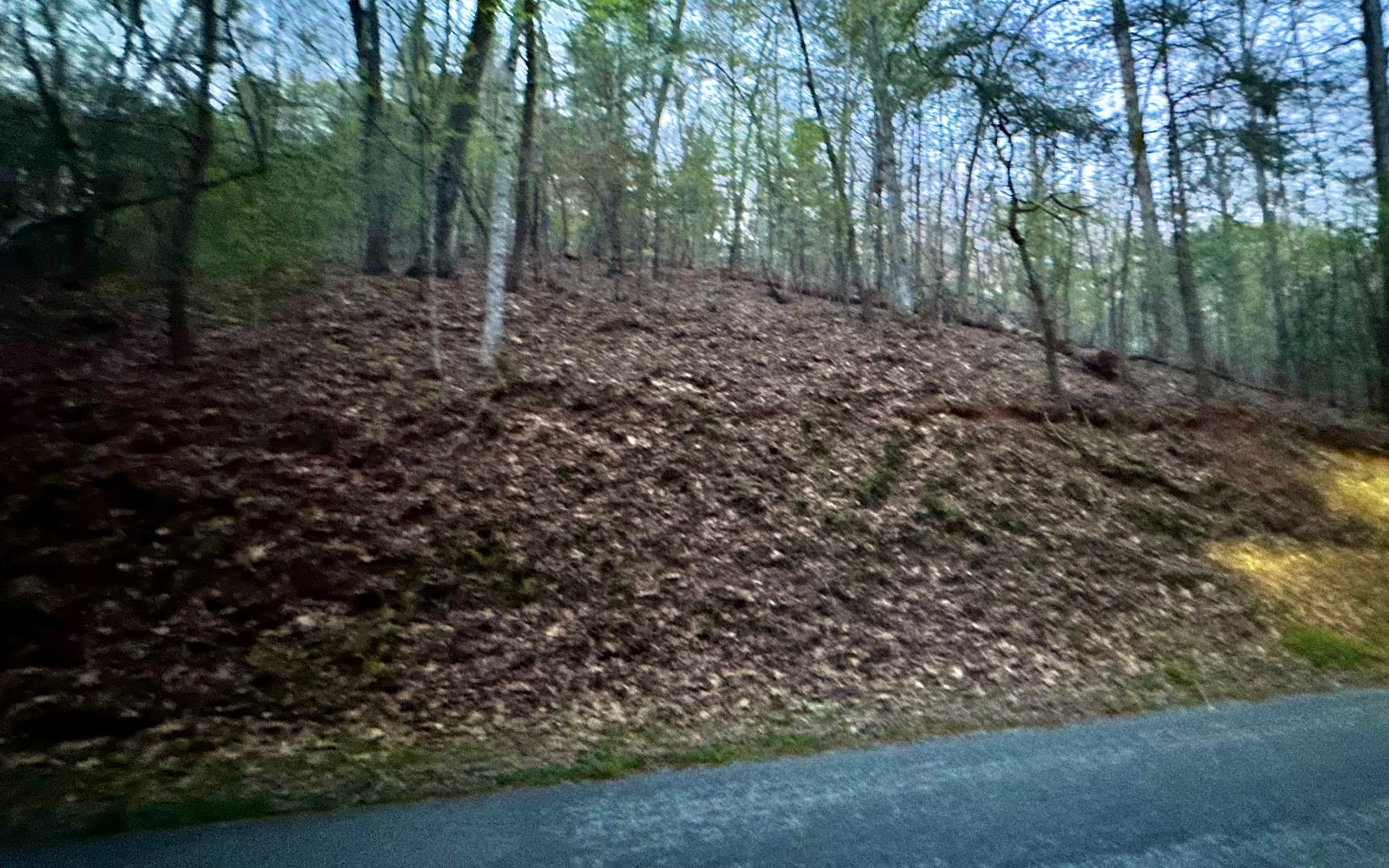 Grace Drive Blue Ridge, GA 30513 - Photo 5 of 7 a view of a forest that has large trees