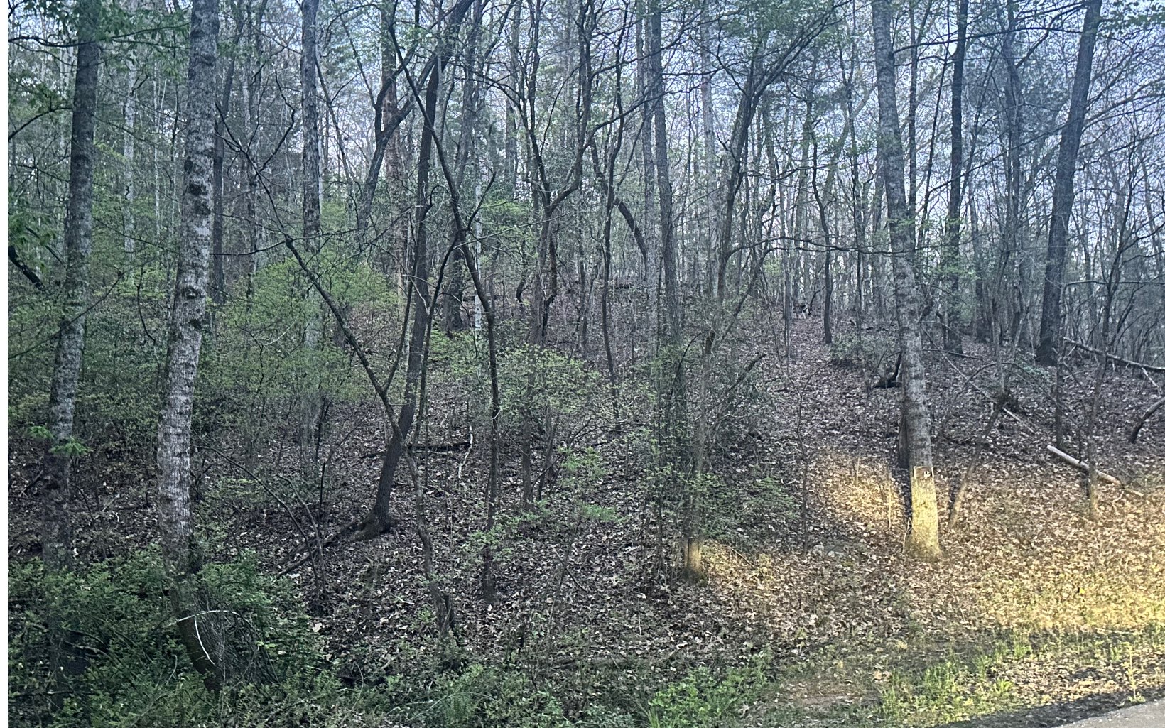 Grace Drive Blue Ridge, GA 30513 - Photo 6 of 7 a view of a forest with a tree