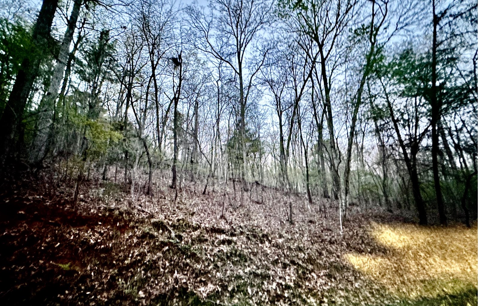 Grace Drive Blue Ridge, GA 30513 - Photo 7 of 7 a view of a forest with trees in the background
