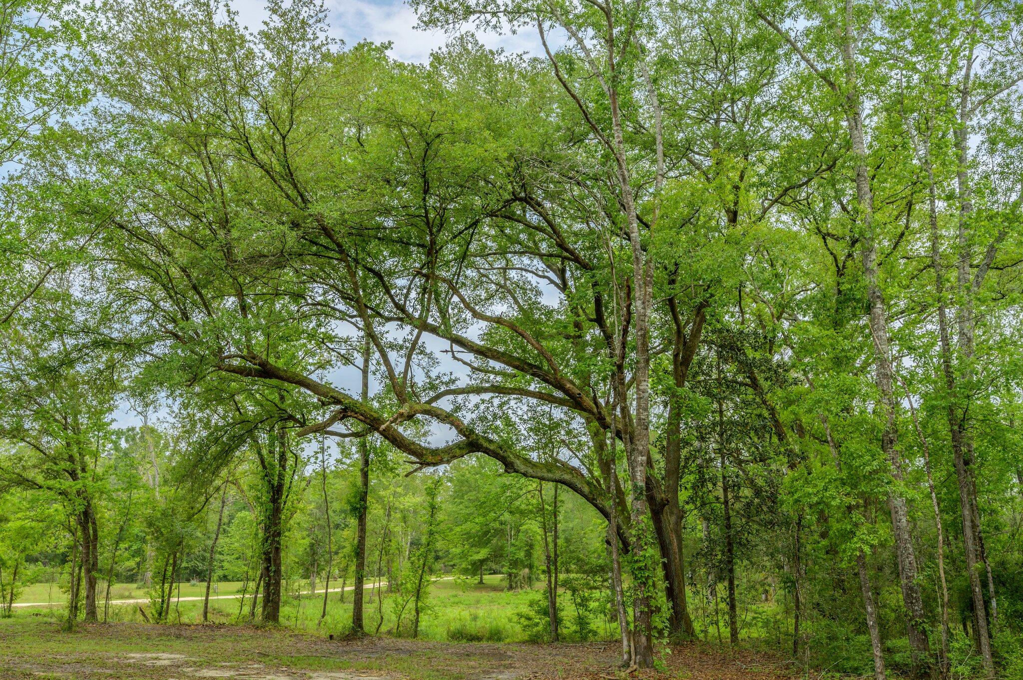 6373 L & B Ranch Road Florala, AL 36442 - Photo 66 of 71 a view of a trees with a yard