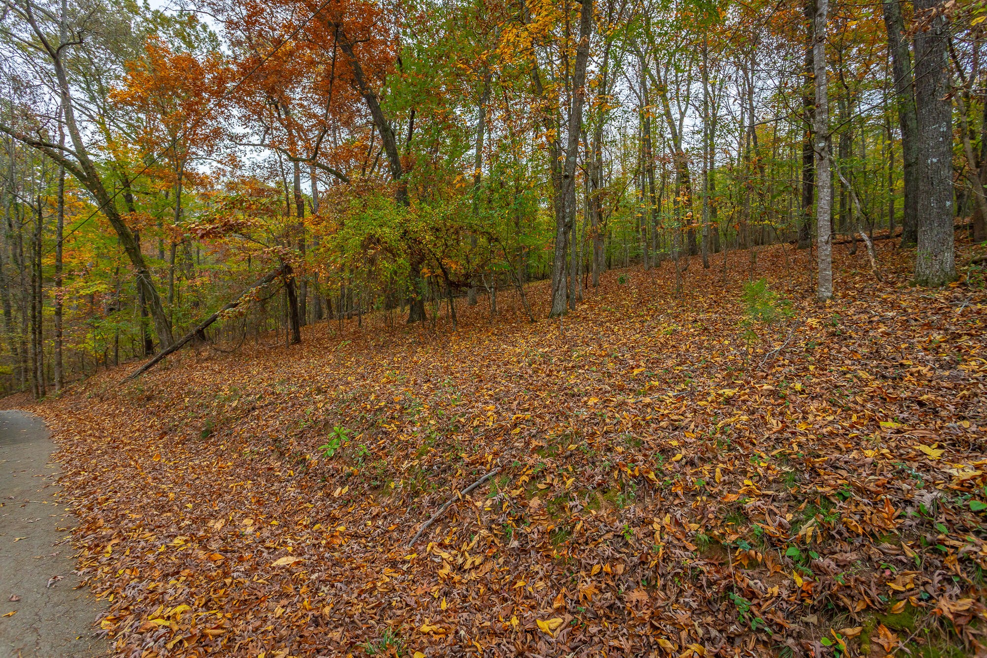 0 Torbett Road Spring City, TN 37381 - Photo 10 of 38
