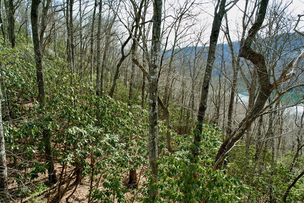 Tbd Tbd Zimmerman / Holly Ridge Road Topton, NC 28781 - Photo 4 of 7