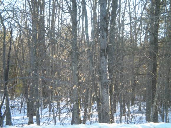 0 South Barnstead Road Hillsborough, NH 03244 - Photo 1 of 1 Gallery Image 1