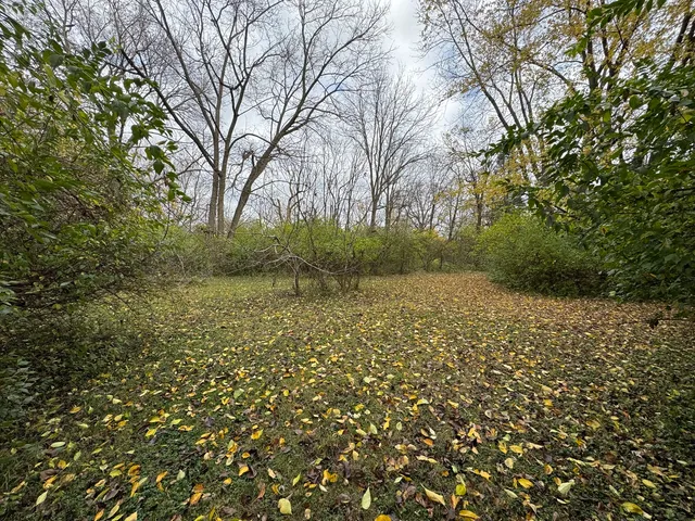 a view of a yard with plants and trees
