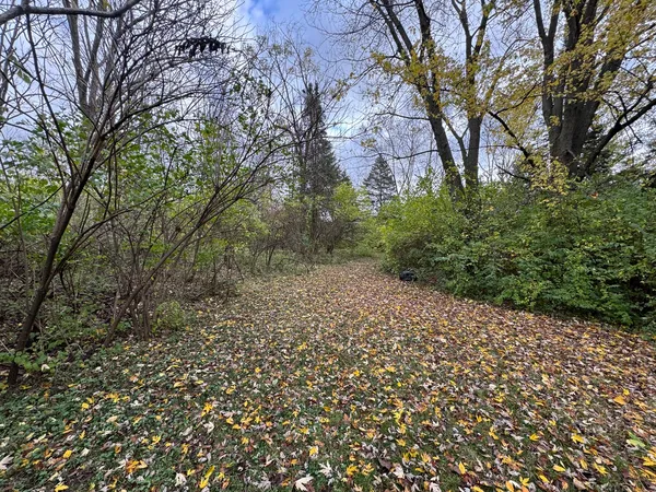 a picture of trees