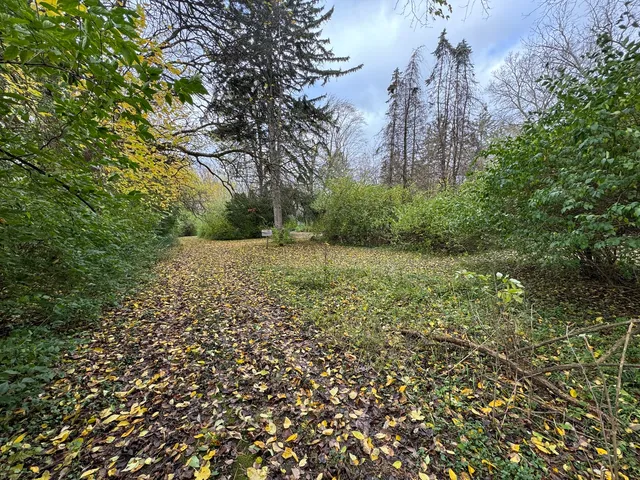 a view of a big yard with plants and large trees