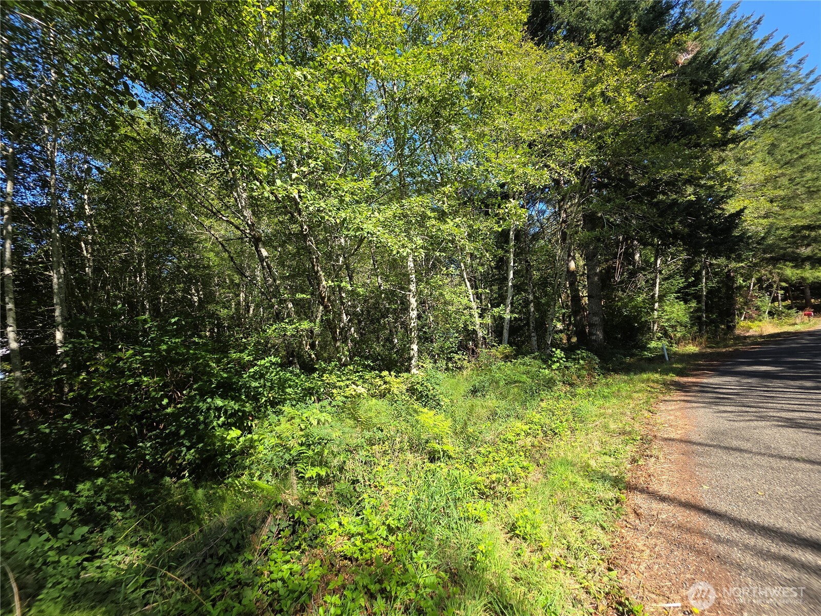 0 Cedar Place Elma, WA 98541 - Photo 1 of 2 a view of a yard with plants