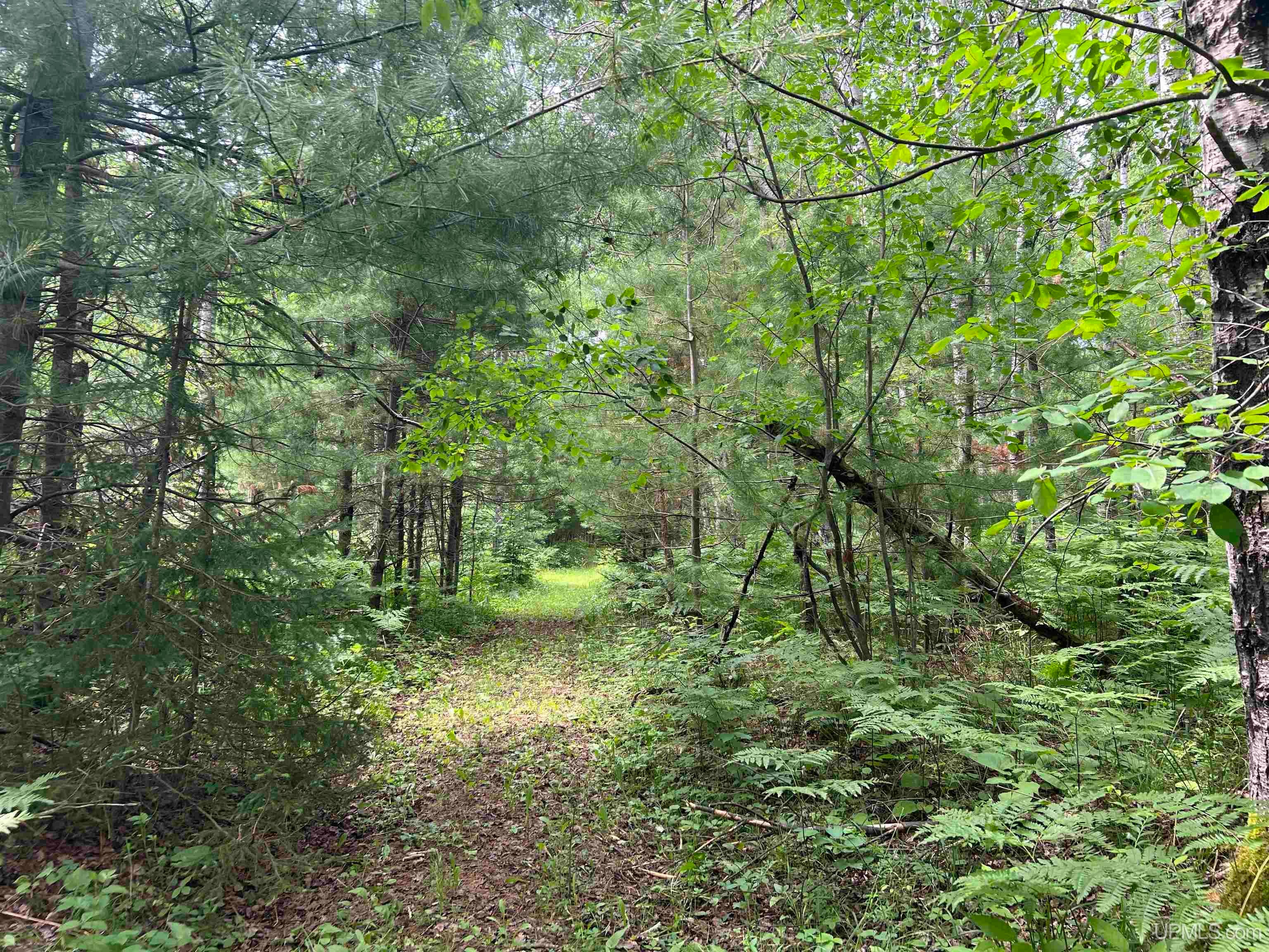 Tbd Leeman Road Felch, MI 49831 - Photo 24 of 84 Gallery Image 24