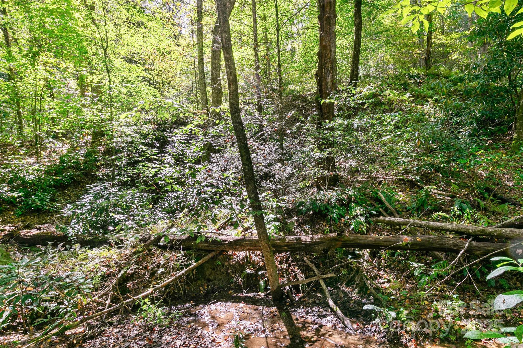14 Johnny Farm Road Black Mountain, NC 28711 - Photo 11 of 14 a view of a tree