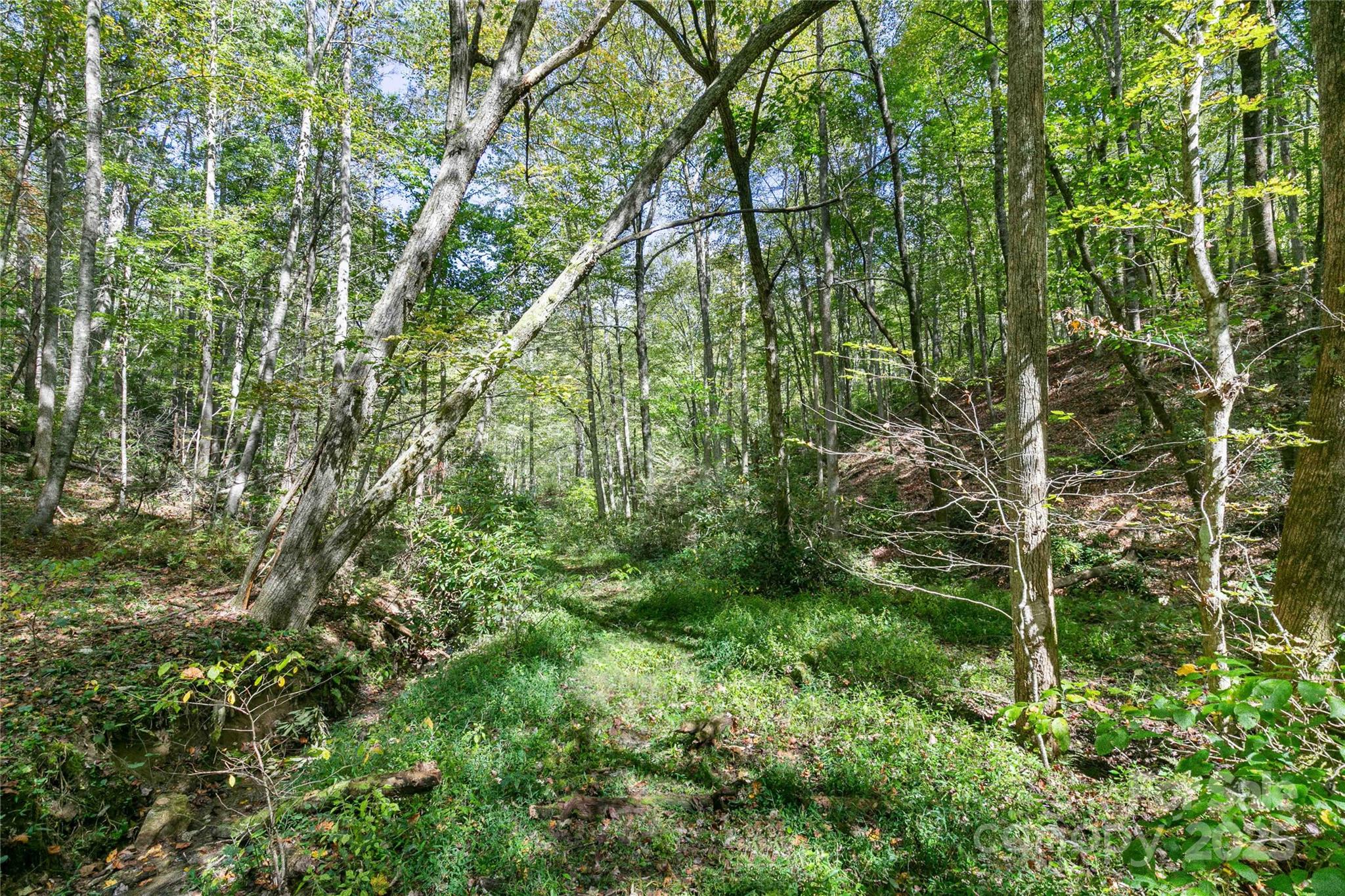 14 Johnny Farm Road Black Mountain, NC 28711 - Photo 9 of 14 a view of a forest
