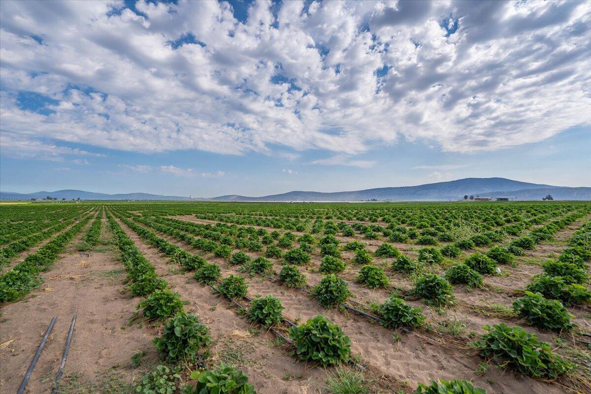 2935 Sheep Mountain Road Macdoel, CA 96058 - Photo 108 of 137 080-Macdoel Hay Ranch1 - E-54