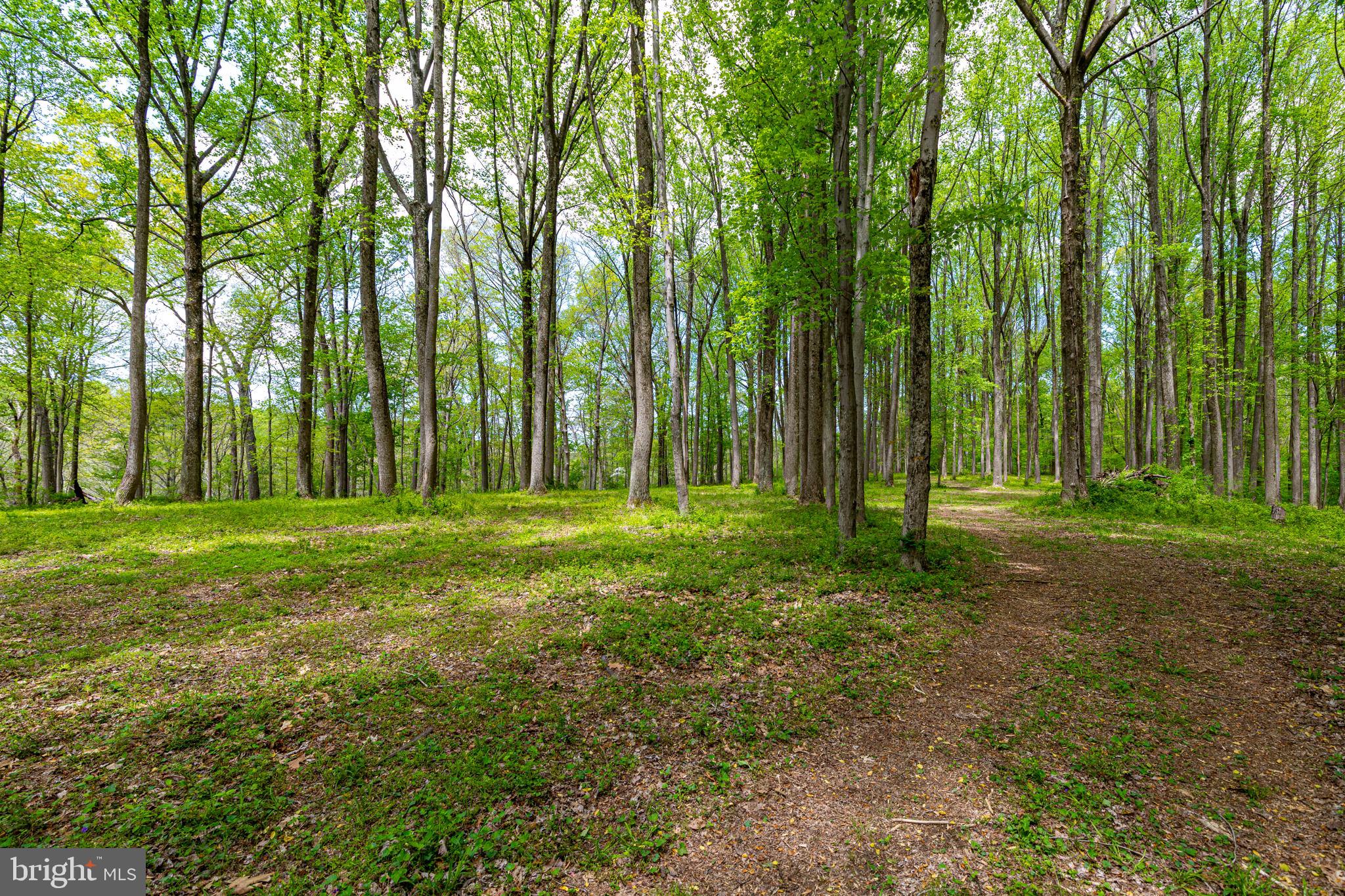2310 Putnam Road Forest Hill, MD 21050 - Photo 17 of 90 Lush green forest path beckons wanderers.