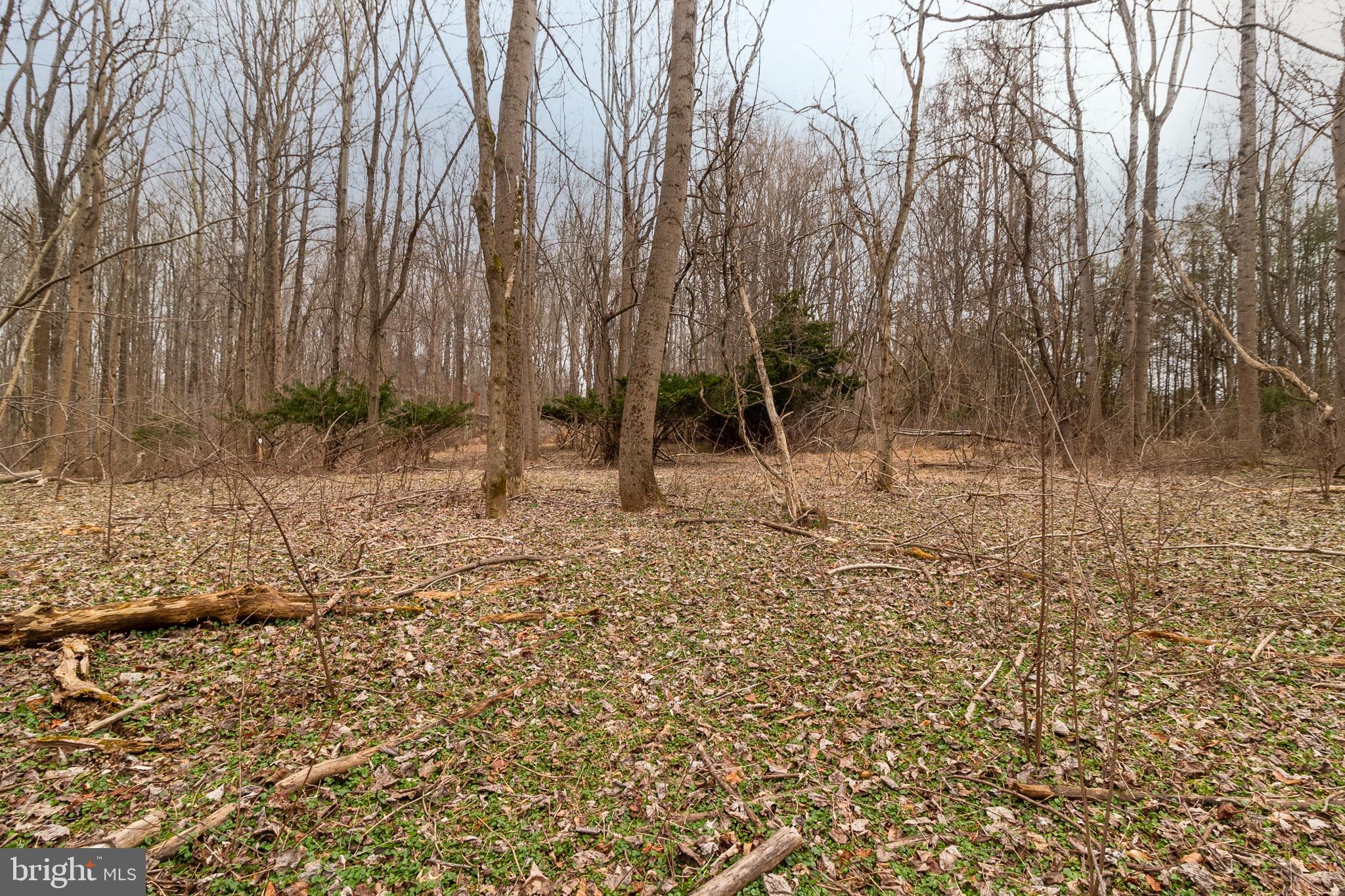 1625 Ashton Road Ashton, MD 20861 - Photo 12 of 23 a backyard of a house with lots of green space