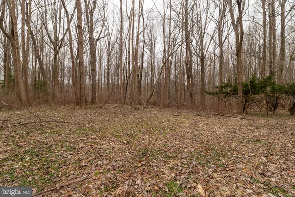 a view of a yard with large trees