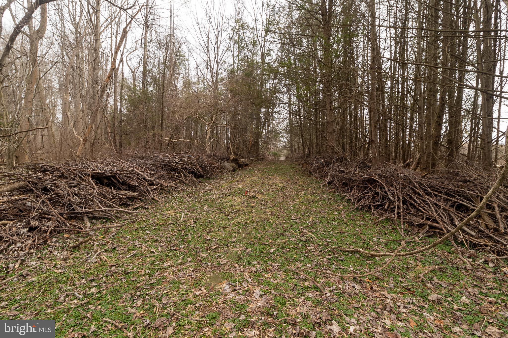 1625 Ashton Road Ashton, MD 20861 - Photo 14 of 23 a view of a yard with large trees
