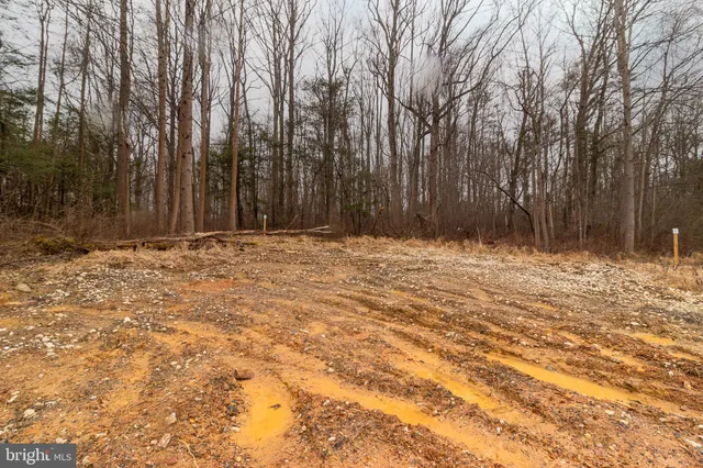 a view of yard with trees