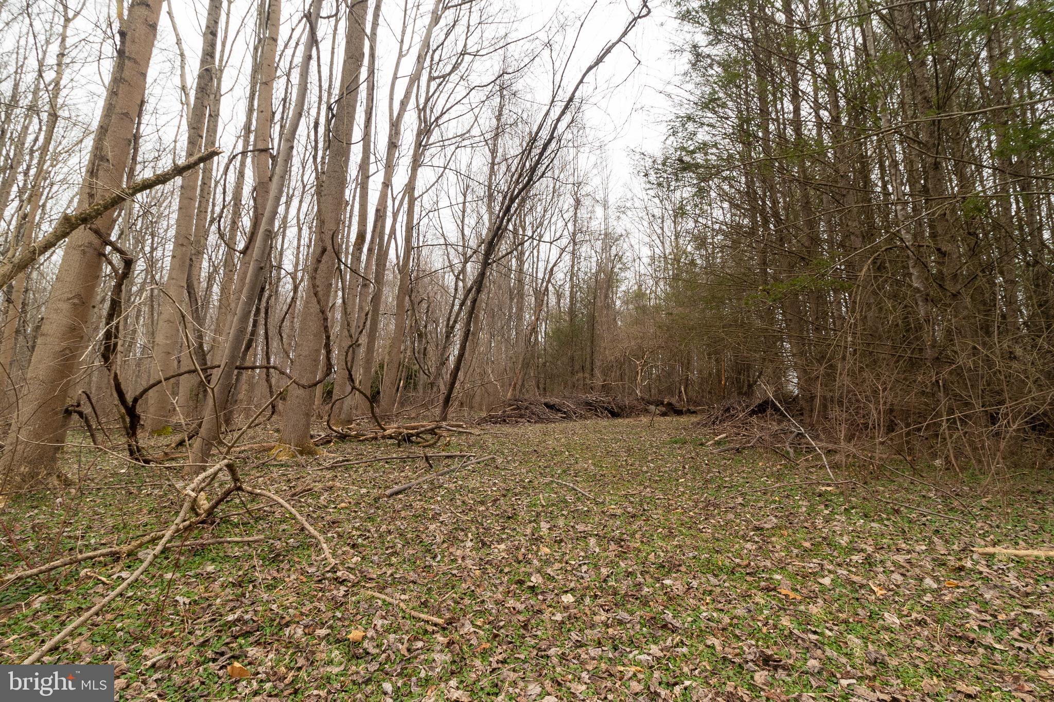 1625 Ashton Road Ashton, MD 20861 - Photo 5 of 23 a backyard of a house with lots of green space