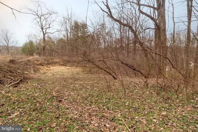 a view of a yard with trees