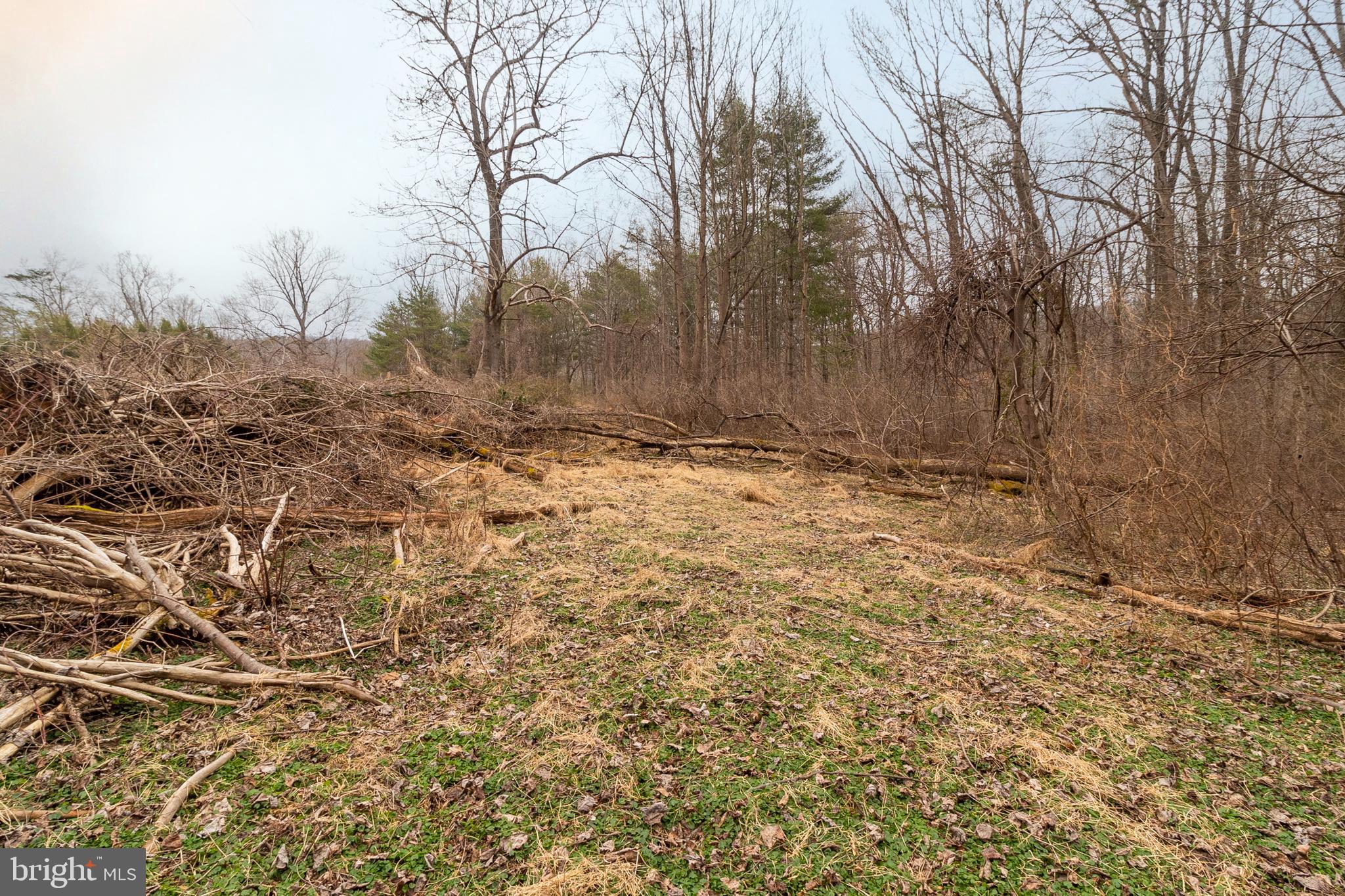 1625 Ashton Road Ashton, MD 20861 - Photo 7 of 23 a view of a yard with trees