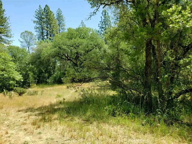 a view of a yard with plants and trees