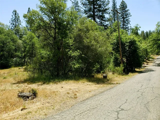 a view of a yard with plants and large trees