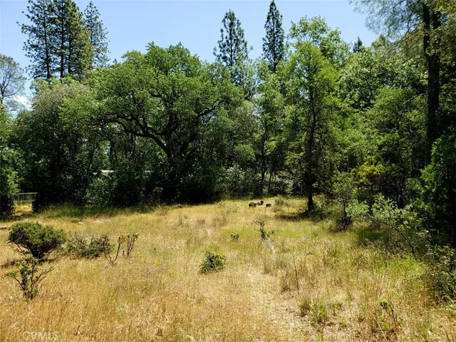 a view of yard covered with trees