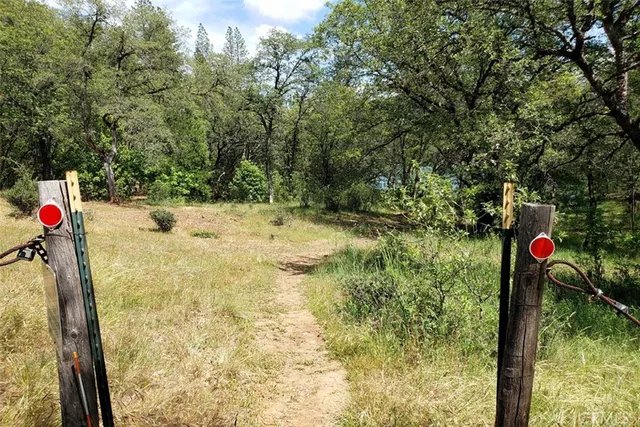 a view of a tree in the yard next to a yard