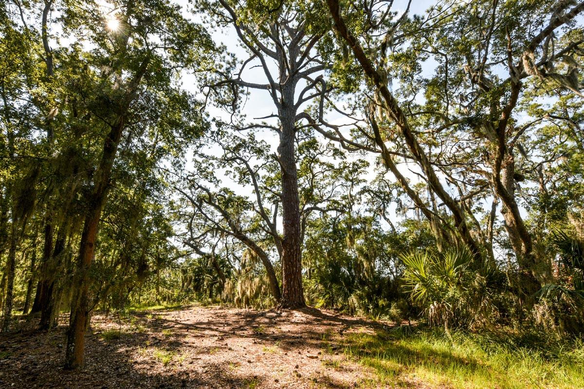 0 Raccoon Island Road Edisto Island, SC 29438 - Photo 22 of 42 DSC_4720